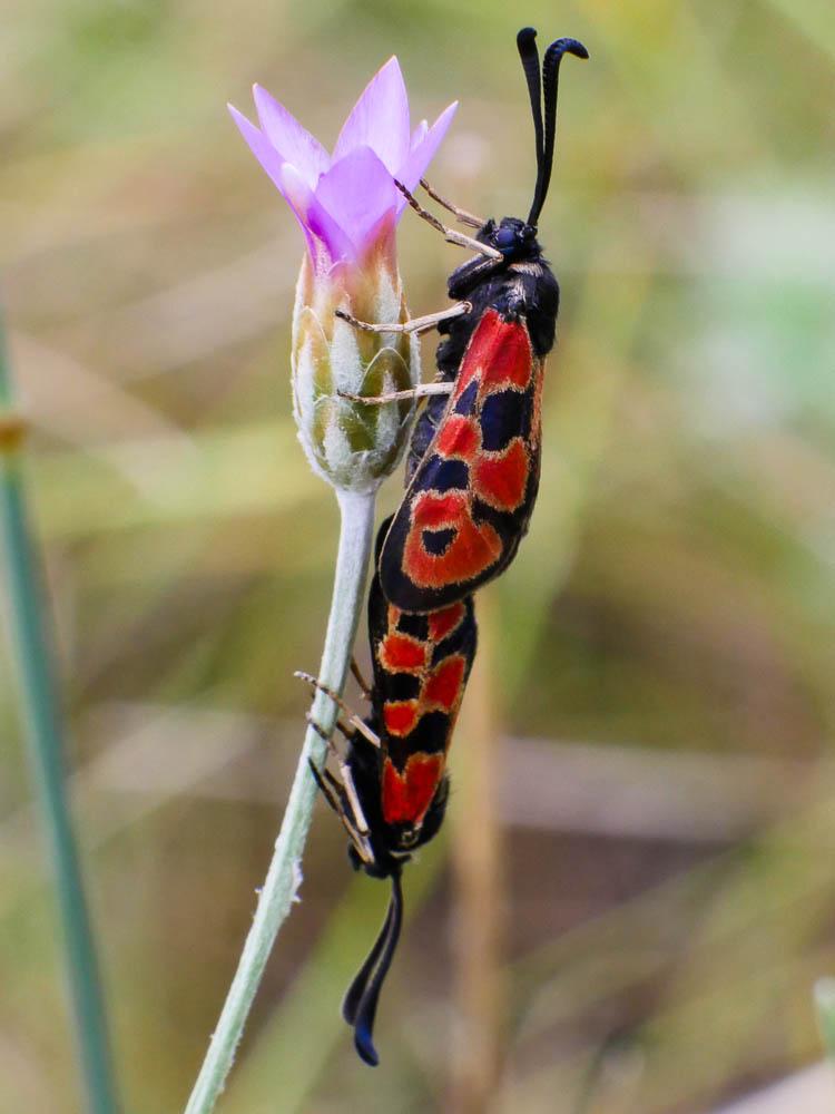  Zygaena hilaris Ochsenheimer, 1808