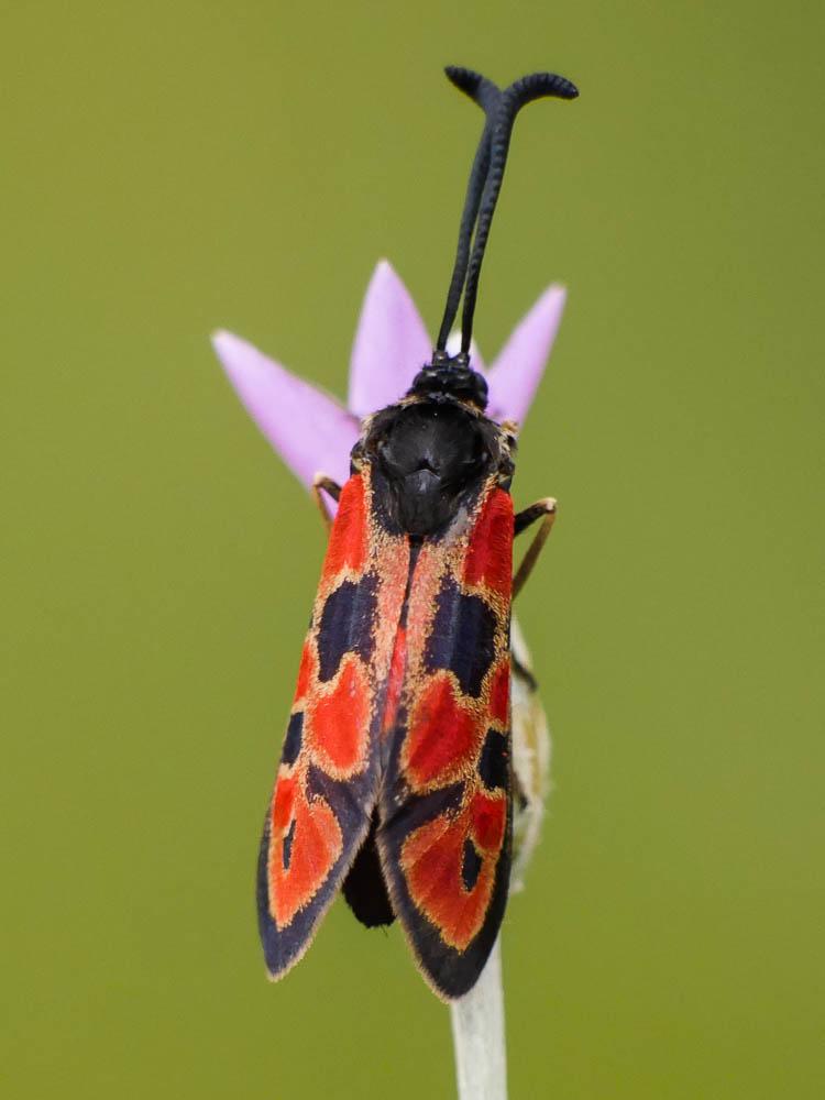  Zygaena hilaris Ochsenheimer, 1808