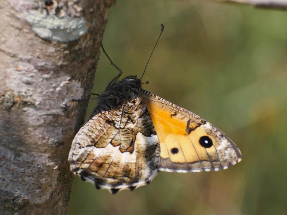 Agreste (L') Hipparchia semele (Linnaeus, 1758)