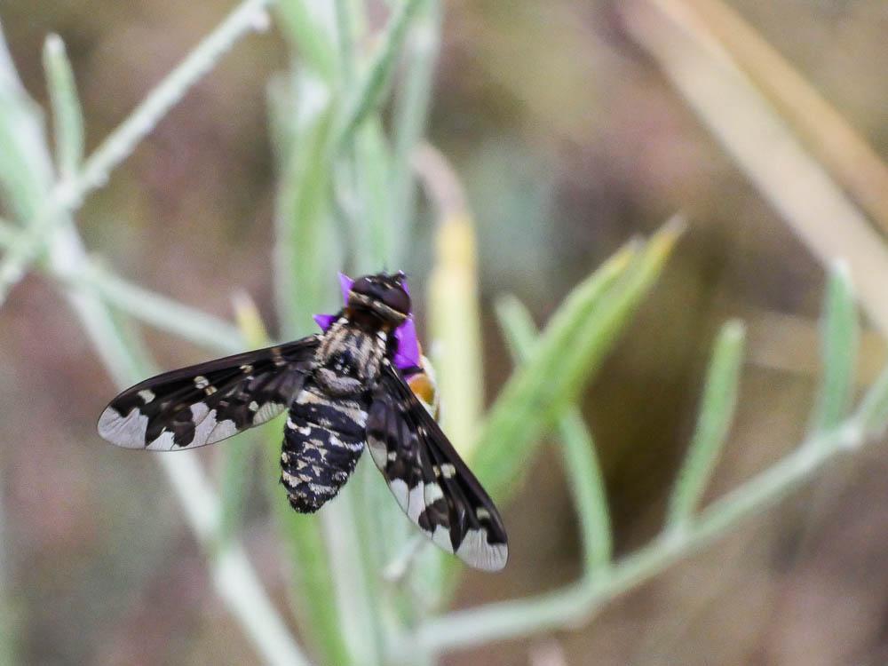  Exoprosopa jacchus (Fabricius, 1805)