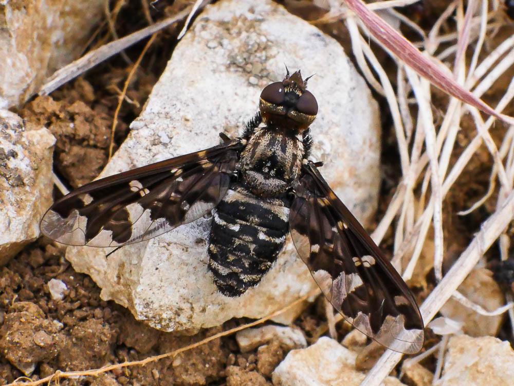  Exoprosopa jacchus (Fabricius, 1805)