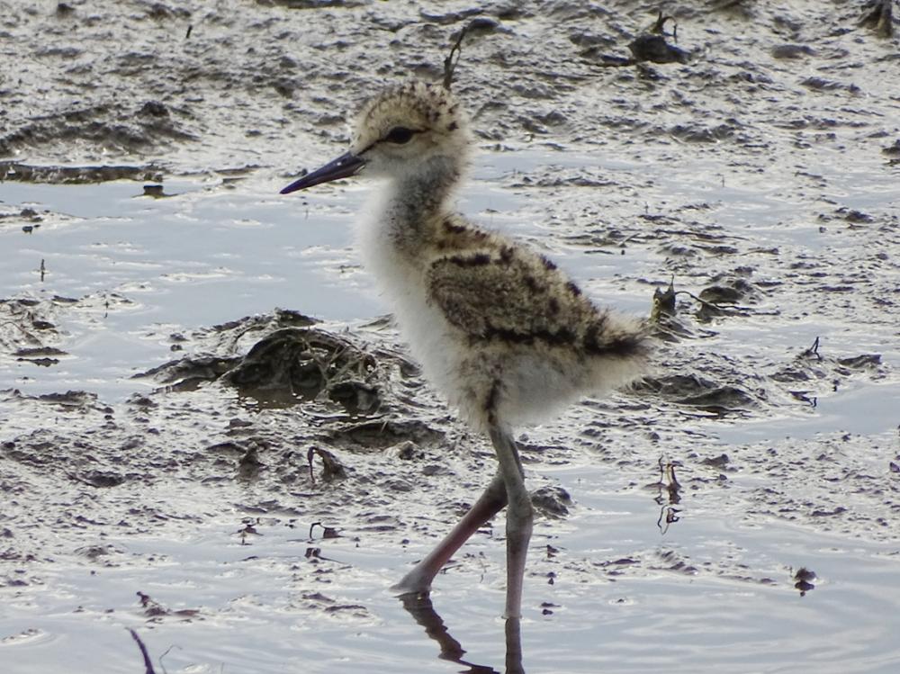 Echasse blanche Himantopus himantopus (Linnaeus, 1758)