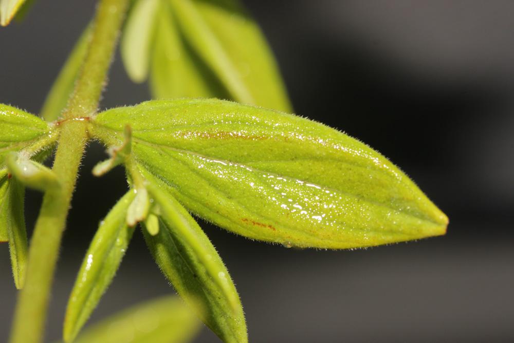 Millepertuis velu, Millepertuis hérissé Hypericum hirsutum L., 1753