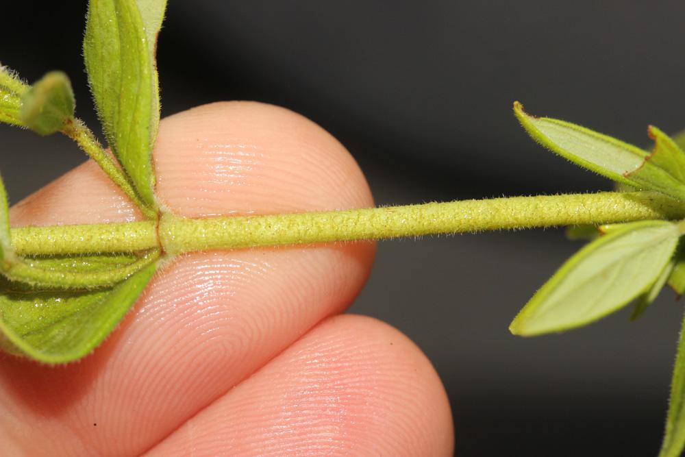 Millepertuis velu, Millepertuis hérissé Hypericum hirsutum L., 1753