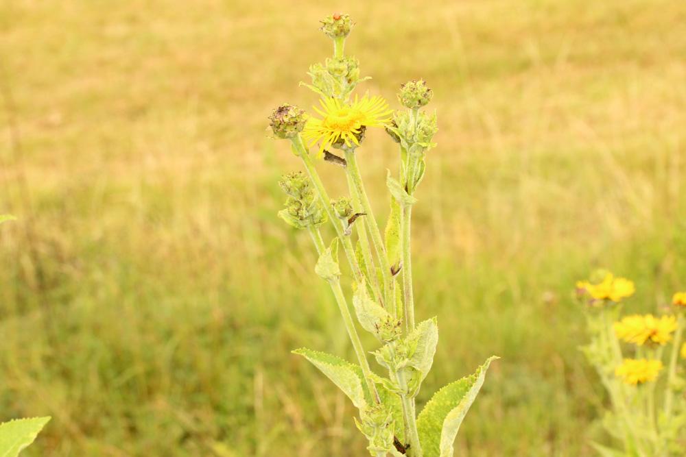 Inule aunée, Grande aunée, Inule Hélénie Inula helenium L., 1753