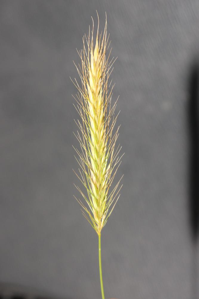 Orge faux seigle Hordeum secalinum Schreb., 1771
