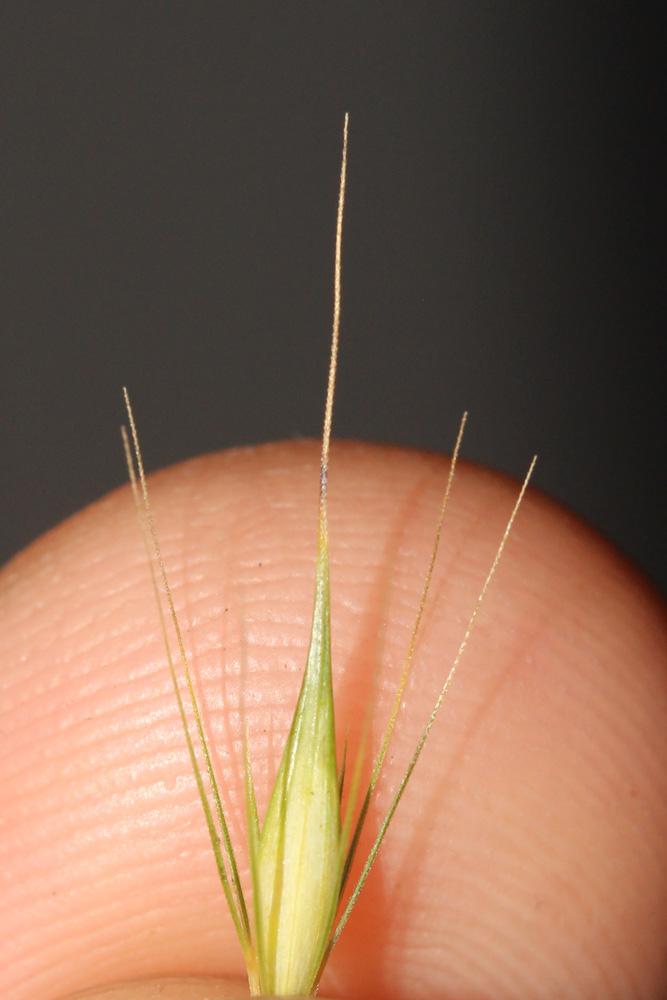 Orge faux seigle Hordeum secalinum Schreb., 1771