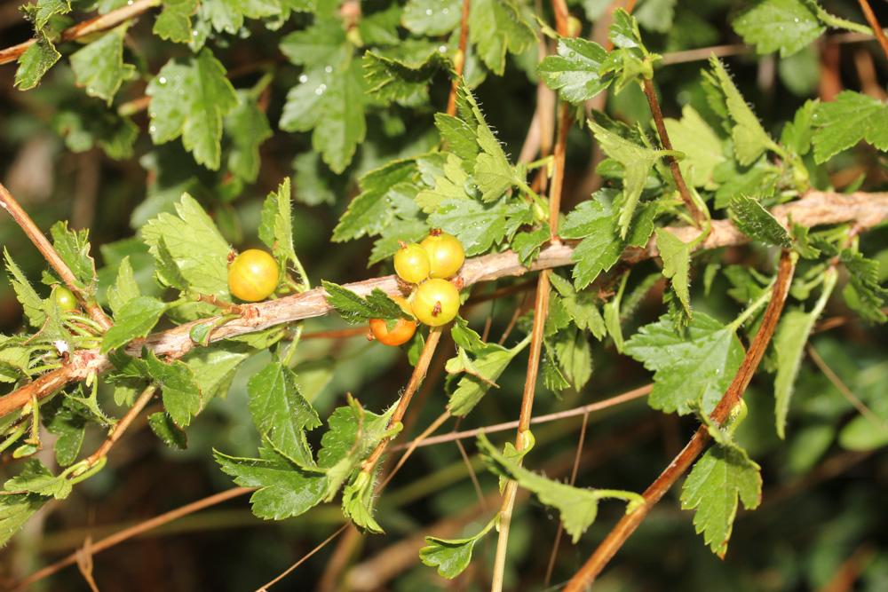 Groseillier des Alpes Ribes alpinum L., 1753