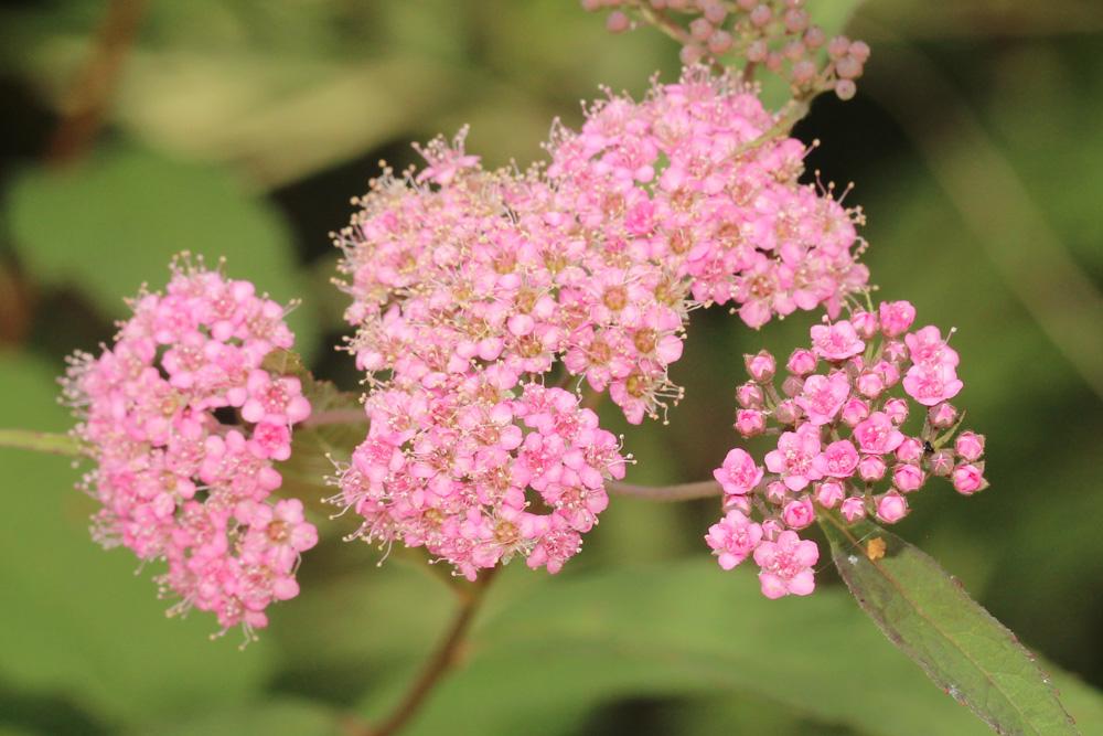 Spirée du Japon Spiraea japonica L.f., 1782