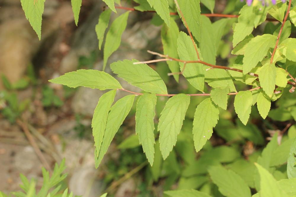 Spirée du Japon Spiraea japonica L.f., 1782