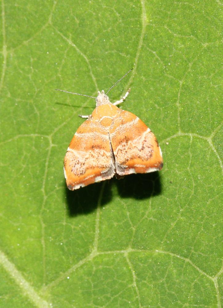 Choreutis nemorana (Hübner, 1799)