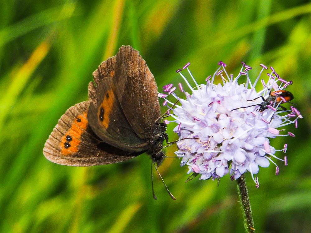 Moiré sylvicole (Le), Nègre à bandes fauves (Le), Erebia aethiops (Esper, 1777)