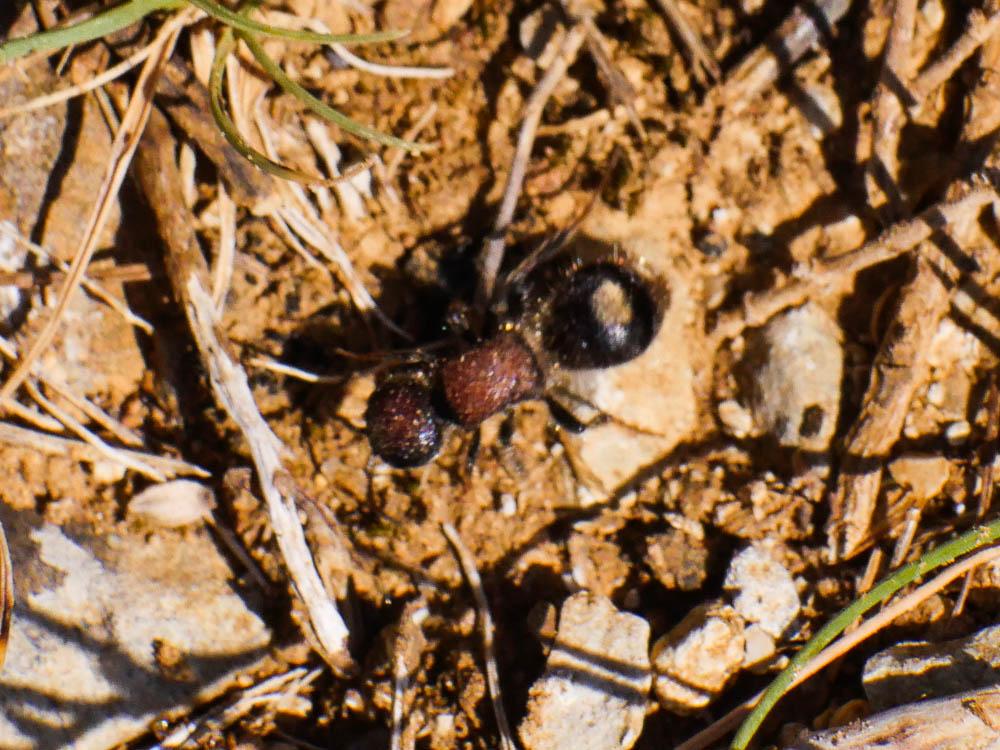 Mutillidae Latreille, 1802