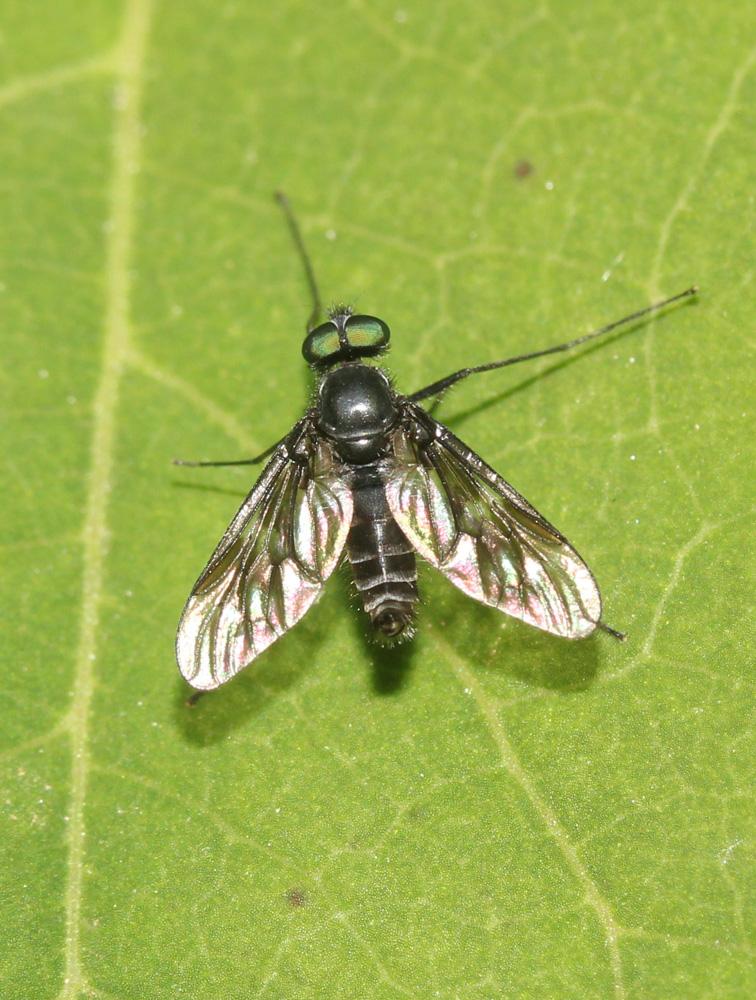Ibisia