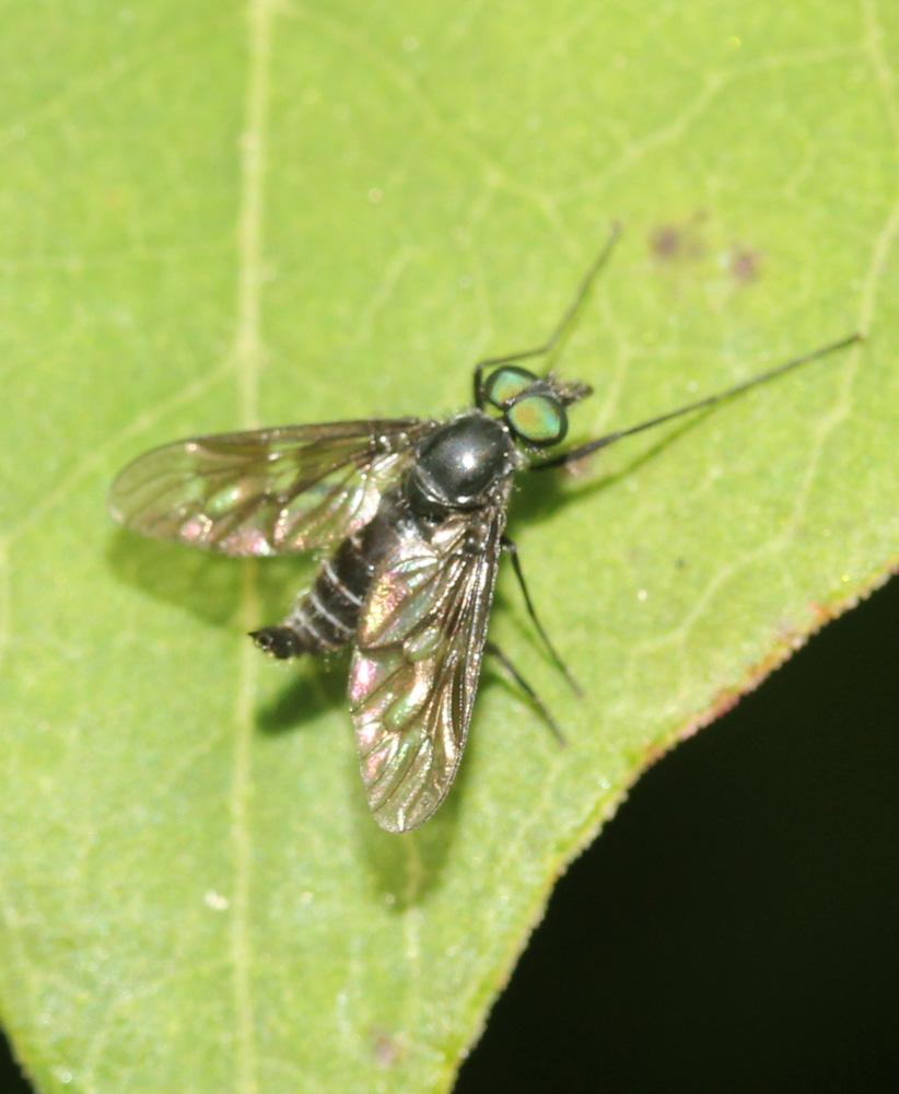 Ibisia