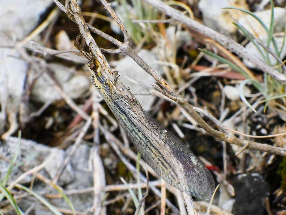 Macronemurus appendiculatus (Latreille, 1807)