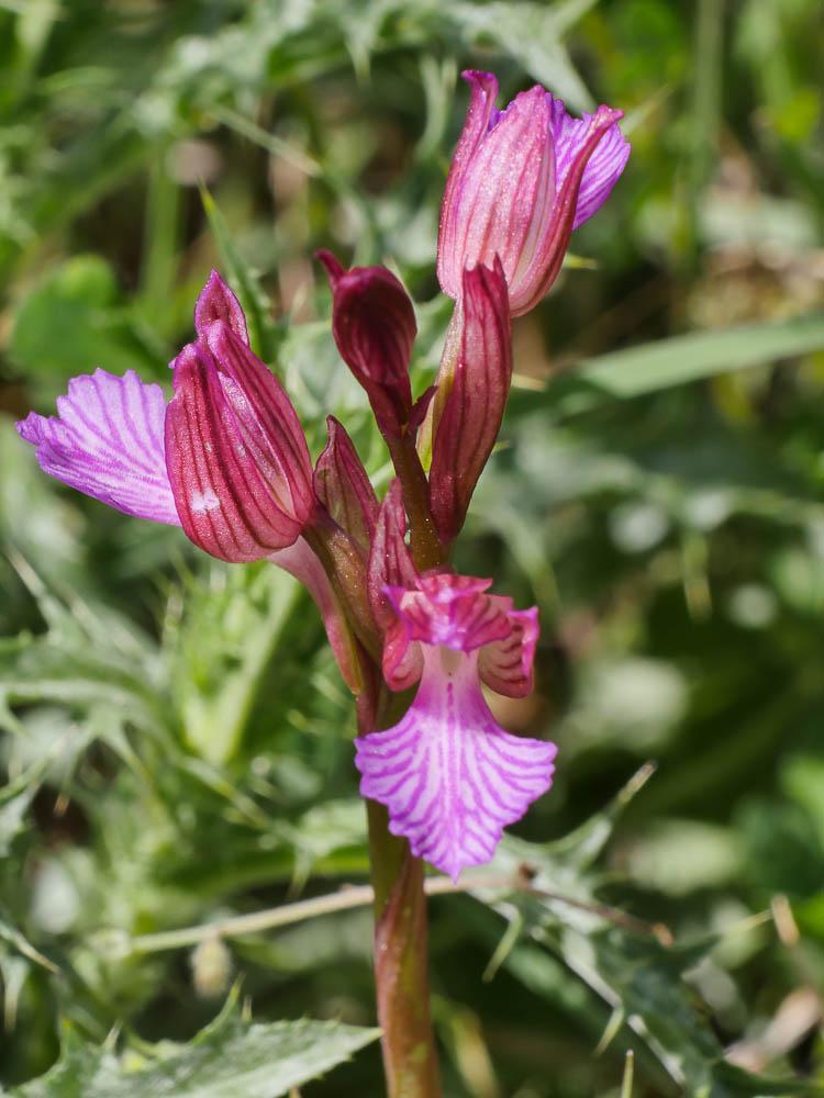 Orchis papillon Anacamptis papilionacea (L.) R.M.Bateman, Pridgeon & M.W.Chase, 1997