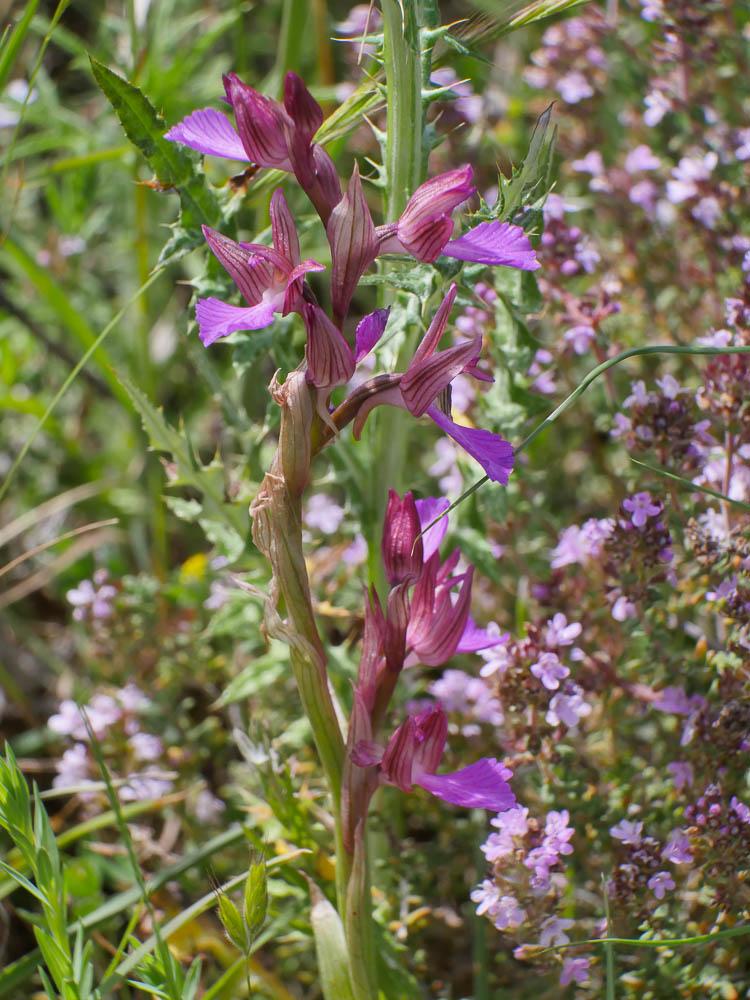 Orchis papillon Anacamptis papilionacea (L.) R.M.Bateman, Pridgeon & M.W.Chase, 1997