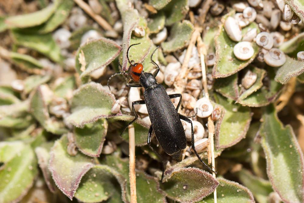 Epicauta rufidorsum (Goeze, 1777)