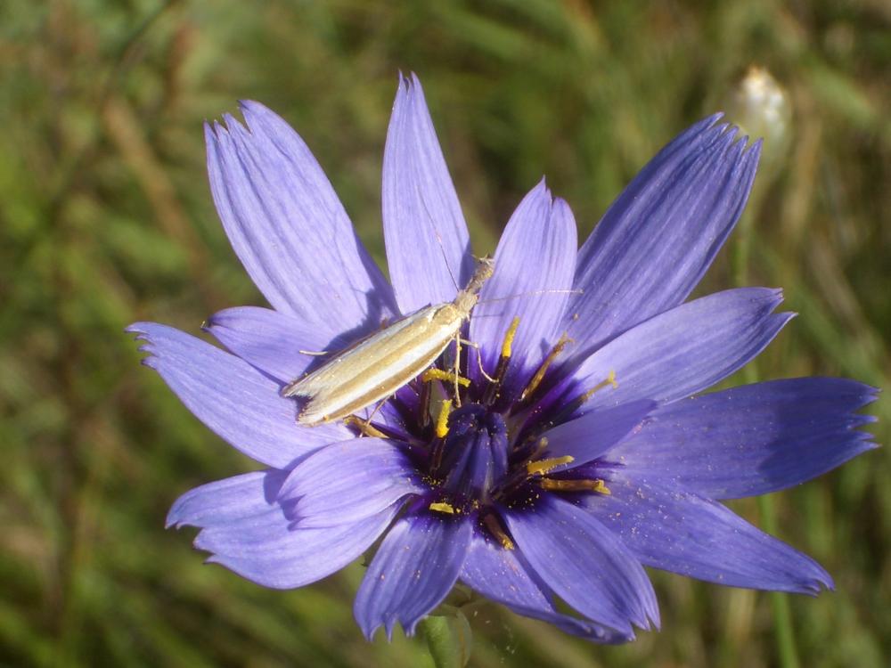 Pleurota aristella (Linnaeus, 1767)