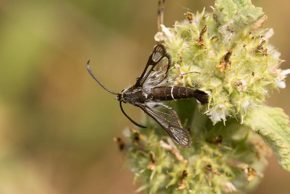 Sésie de la Sanguisorbe (La) Pyropteron leucomelaenum (Zeller, 1847)