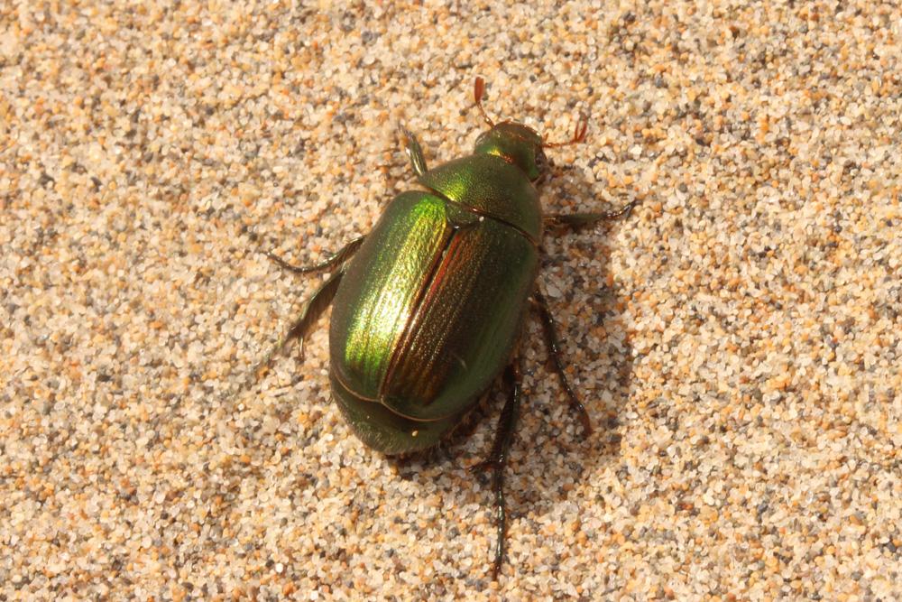  Anomala ausonia Erichson, 1847