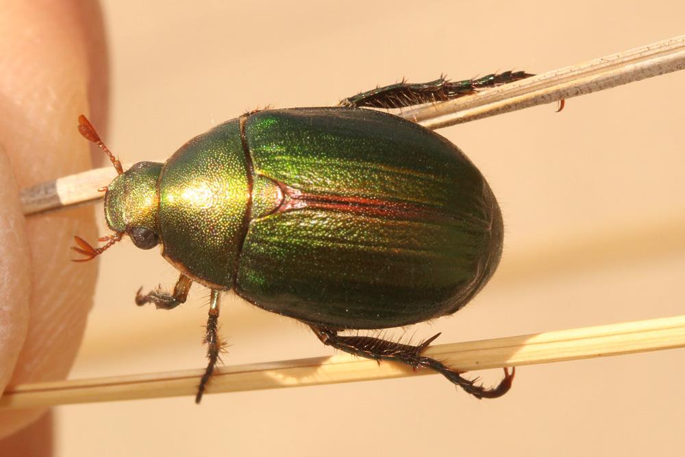 Anomala ausonia Erichson, 1847
