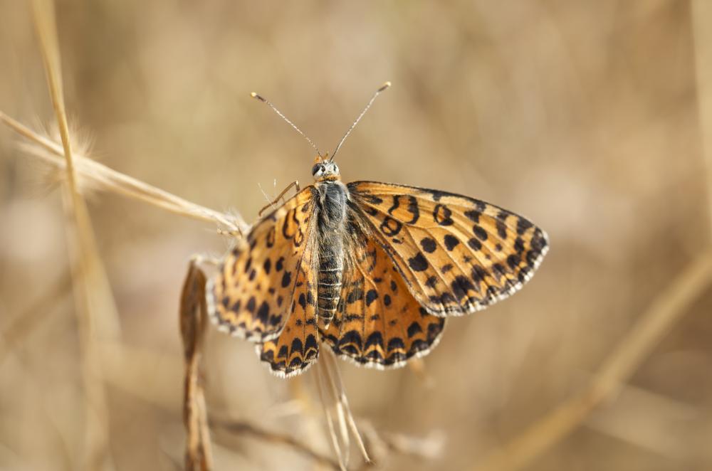 Mélitée orangée (La), Damier orangé (Le), Diane (L Melitaea didyma (Esper, 1778)