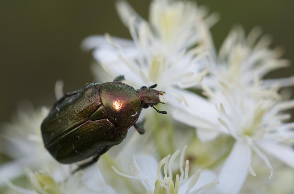 Cétoine dorée (la), Hanneton des roses Cetonia aurata (Linnaeus, 1758)