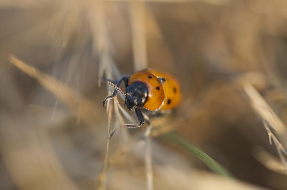 Tituboea biguttata (Olivier, 1791)