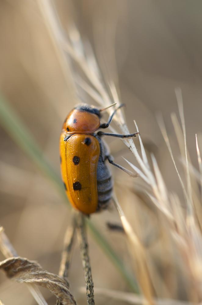  Tituboea biguttata (Olivier, 1791)