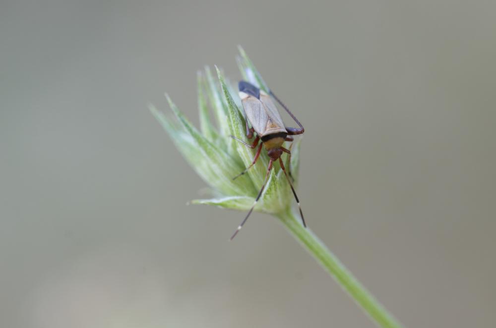 Adelphocoris vandalicus (Rossi, 1790)