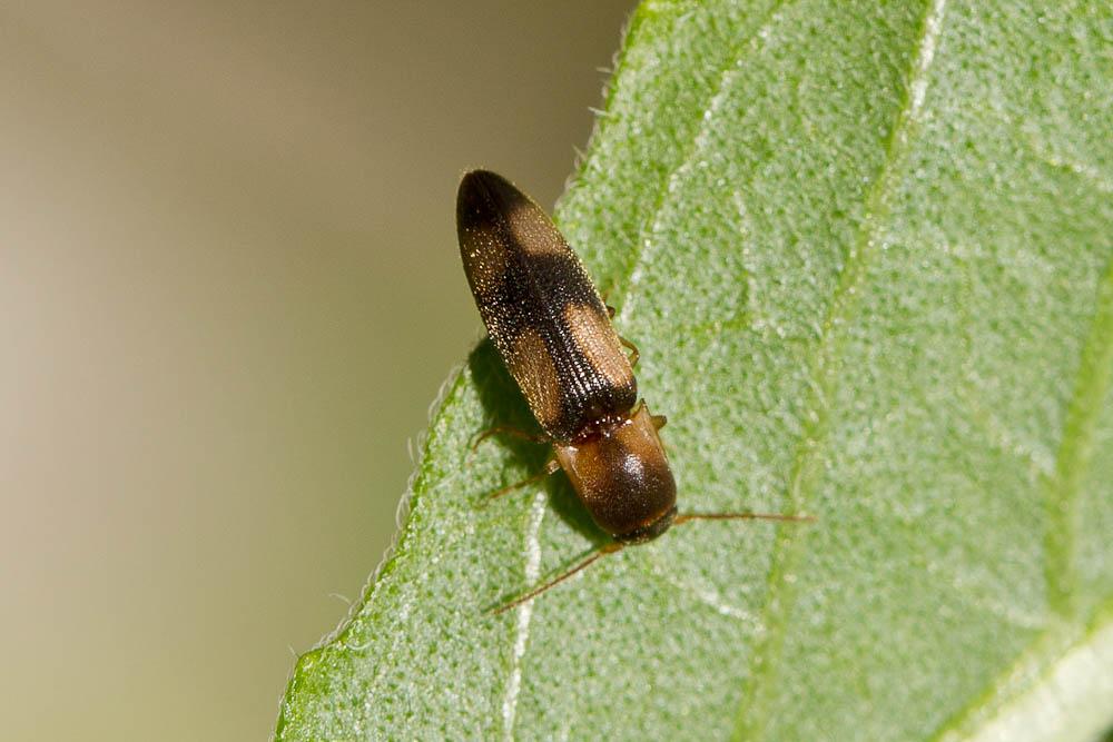 Betarmon bisbimaculatus (Fabricius, 1803)