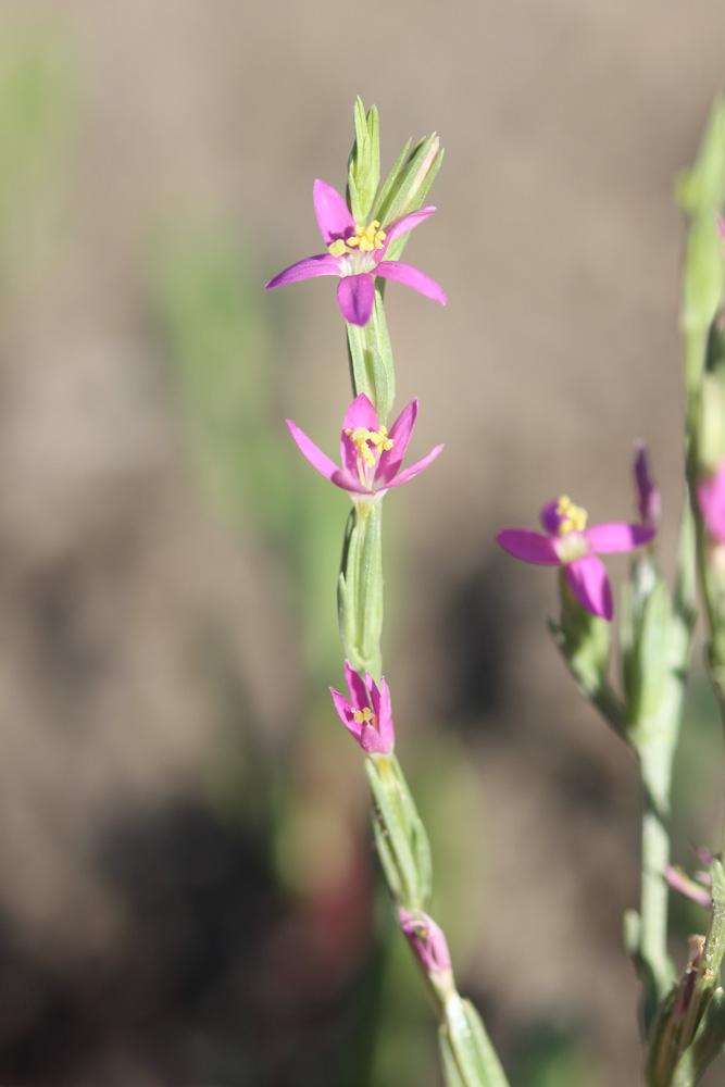 Petite-centaurée en épis Schenkia spicata (L.) G.Mans., 2004