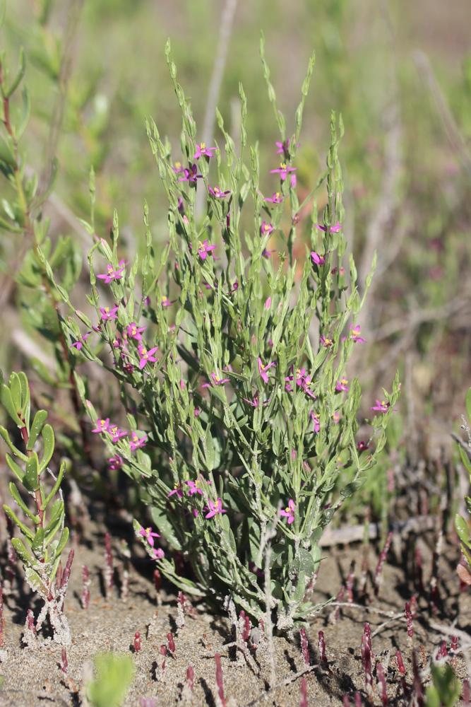 Petite-centaurée en épis Schenkia spicata (L.) G.Mans., 2004