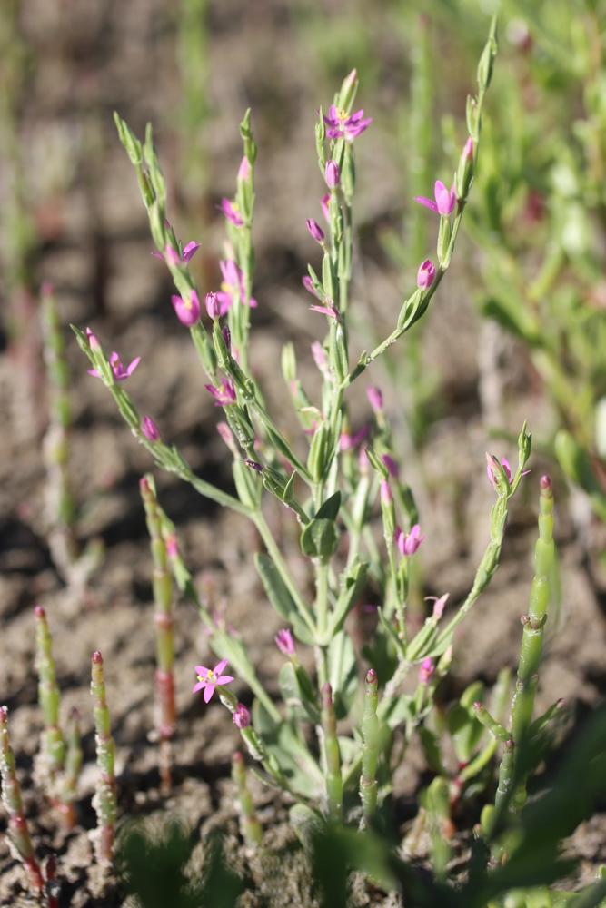 Petite-centaurée en épis Schenkia spicata (L.) G.Mans., 2004
