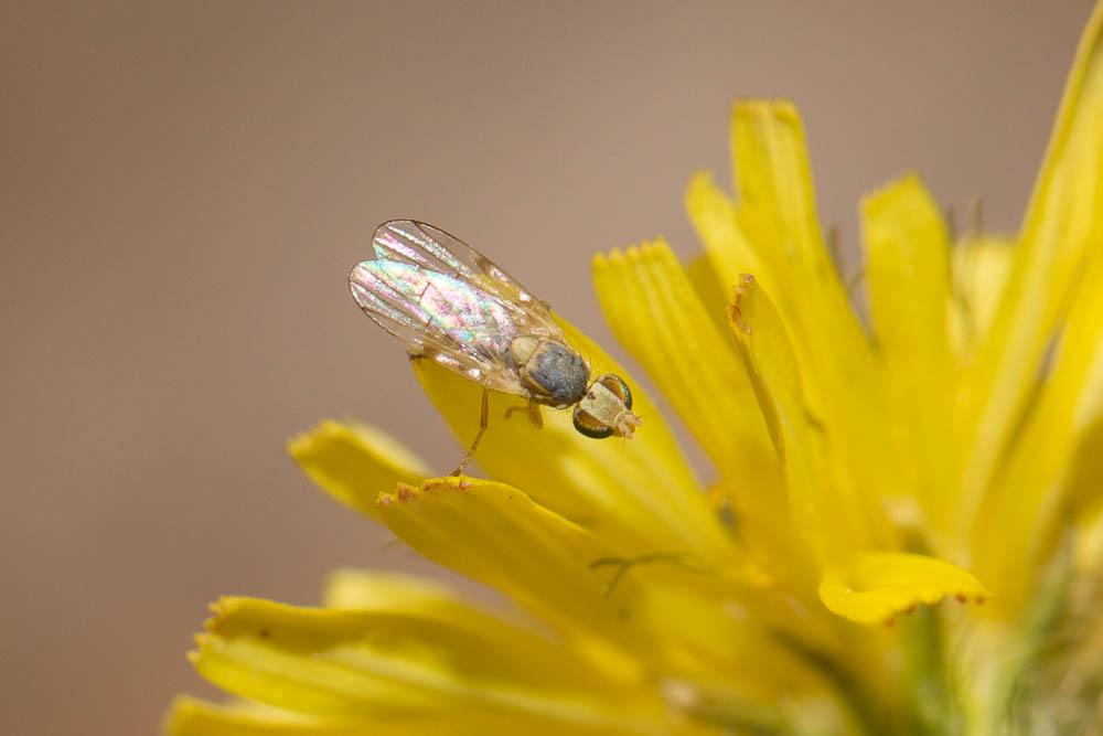 Ensina sonchi (Linnaeus, 1767)