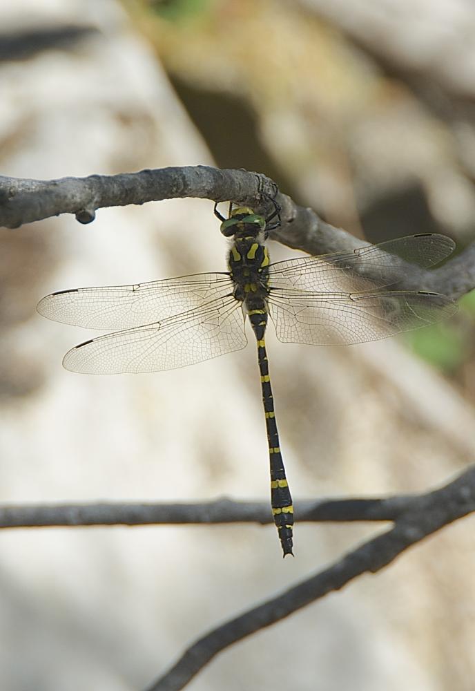 Le Cordulégastre annelé (Le) Cordulegaster boltonii (Donovan, 1807)