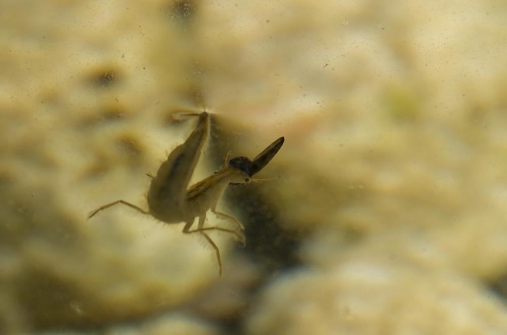 Dytiscus Linnaeus, 1758