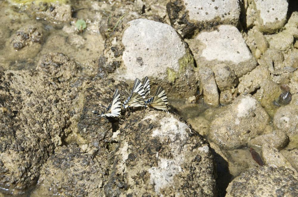 Flambé (Le) Iphiclides podalirius (Linnaeus, 1758)