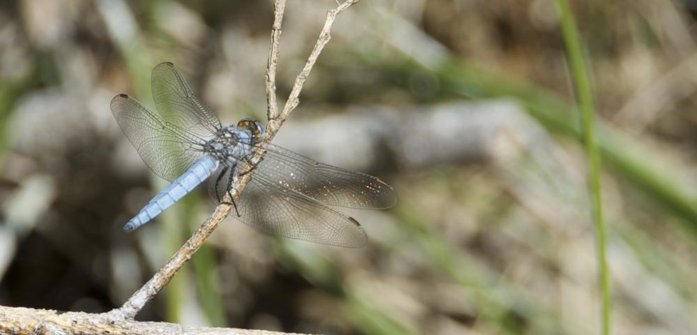 Orthétrum brun (L') Orthetrum brunneum (Boyer de Fonscolombe, 1837)