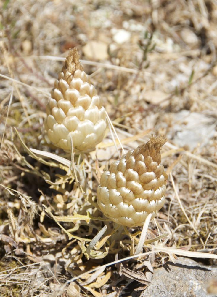 Pomme-de-pin Rhaponticum coniferum (L.) Greuter, 2003