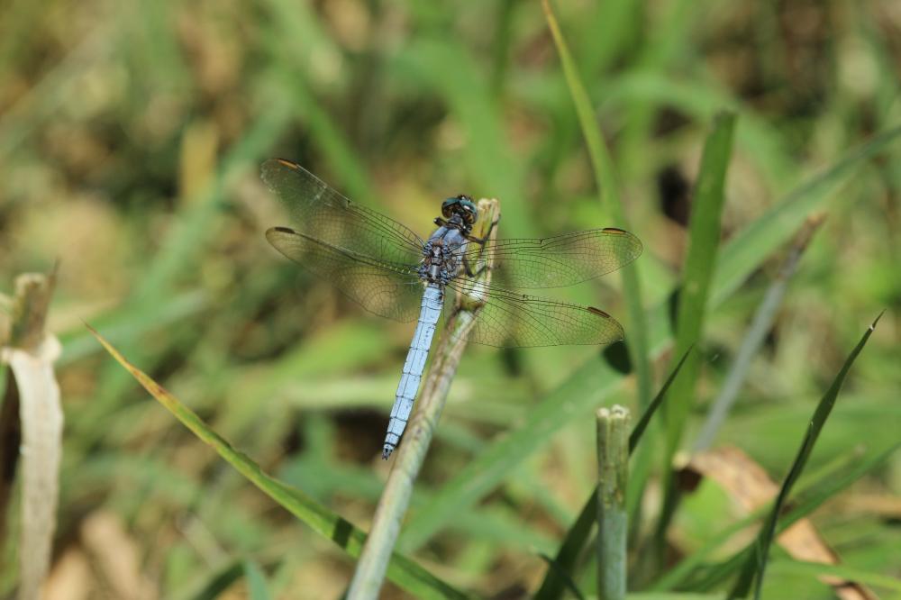 Orthétrum bleuissant (L') Orthetrum coerulescens (Fabricius, 1798)