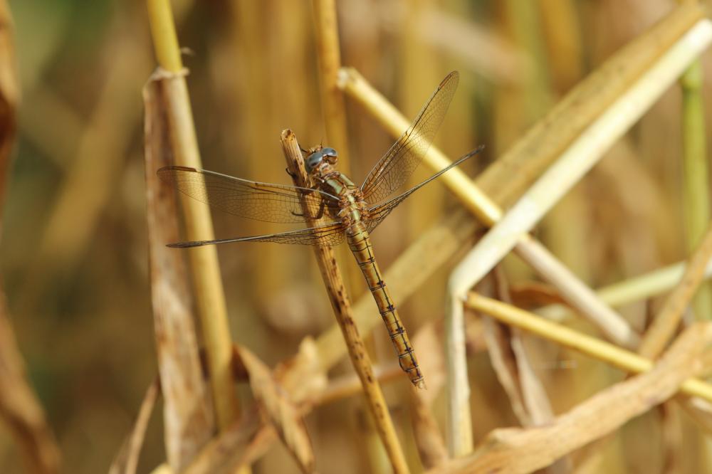 Orthétrum bleuissant (L') Orthetrum coerulescens (Fabricius, 1798)