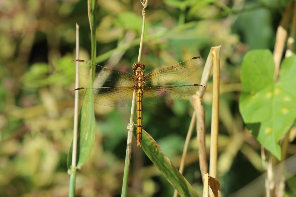 Orthétrum bleuissant (L') Orthetrum coerulescens (Fabricius, 1798)