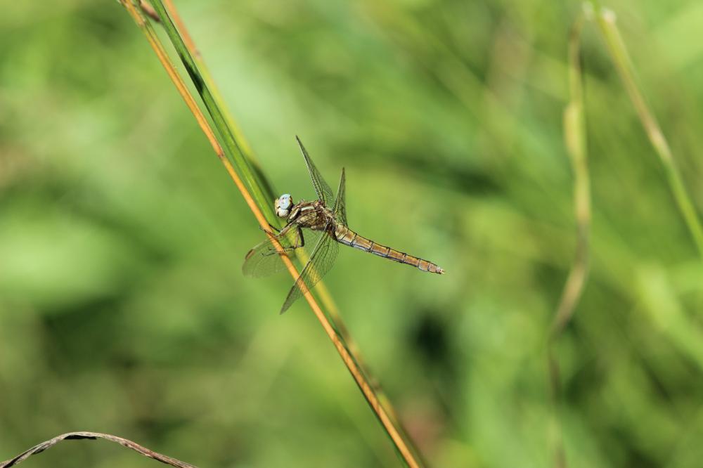 Orthétrum bleuissant (L') Orthetrum coerulescens (Fabricius, 1798)
