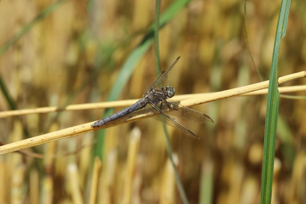 Orthétrum bleuissant (L') Orthetrum coerulescens (Fabricius, 1798)