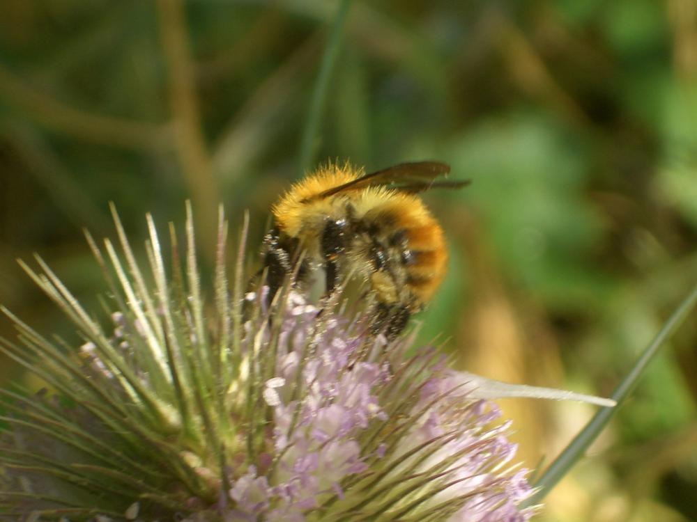 Bourdon des champs Bombus pascuorum (Scopoli, 1763)