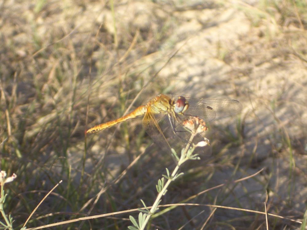 Sympétrum de Fonscolombe (Le) Sympetrum fonscolombii (Selys, 1840)