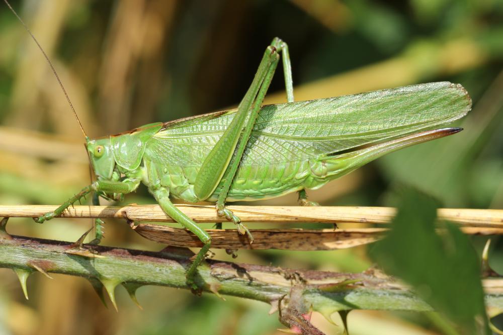 Grande Sauterelle verte, Sauterelle verte (des pré Tettigonia viridissima (Linnaeus, 1758)